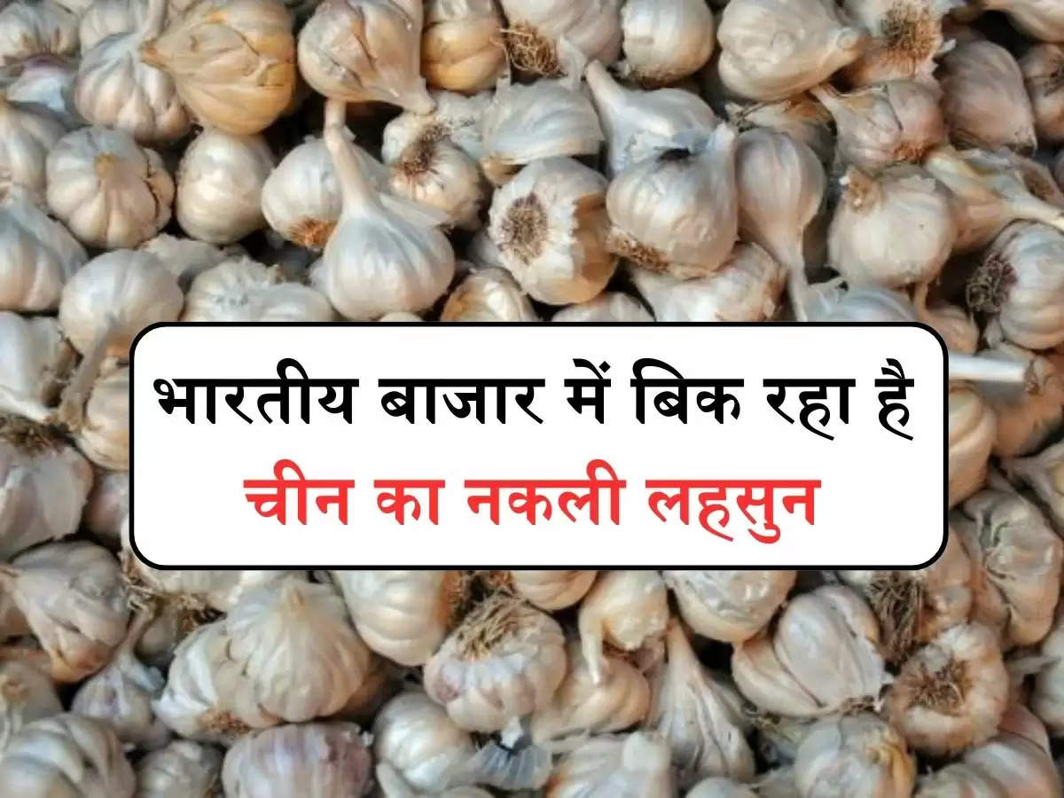 Chinese Garlic In Indian Market : भारतीय बाजार में बिक रहा है चीन का नकली लहसुन, खाने से पहले इस तरह करें पहचान